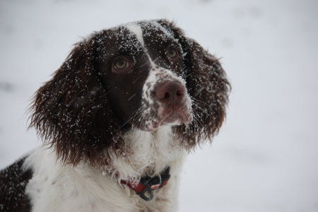 liver and white working type english springer spaniel pet gundogの写真素材