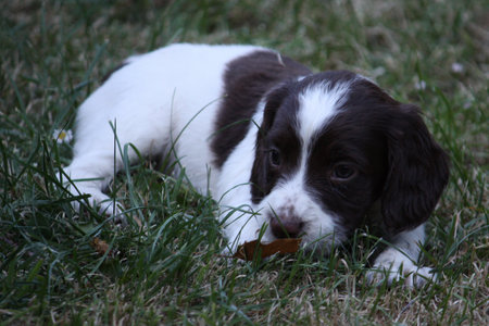 liver and white working type english springer spaniel pet gundog puppyの写真素材