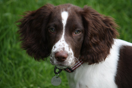 young liver and white working type english springer spaniel pet gundog puppyの写真素材