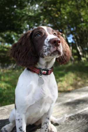liver and white working type english springer spaniel pet gundogの写真素材
