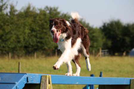 cute red and white spaniel collie cross pet working dog doing agilityの写真素材