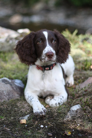 liver and white working type english springer spaniel pet gundogの写真素材