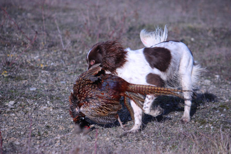 liver and white working type english springer spaniel pet gundog carrying a pheasantの写真素材