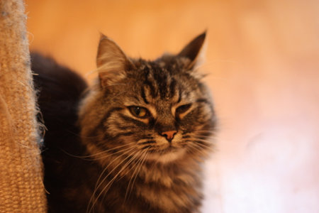 Cute brown tabby long haired domestic catの写真素材