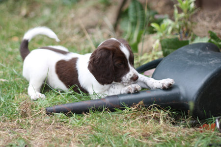 young liver and white working type english springer spaniel pet gundog puppyの写真素材