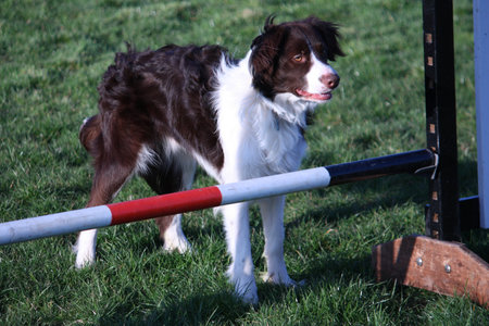 cute red and white spaniel collie cross pet working dogの写真素材