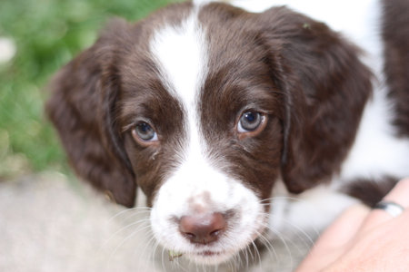 young liver and white working type english springer spaniel pet gundog puppyの写真素材