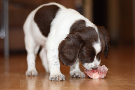young working type english springer spaniel puppy eating raw meatの写真素材