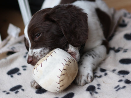 young working type english springer spaniel puppy playing with a ballの写真素材