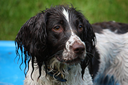 liver and white working type english springer spaniel pet gundogの写真素材