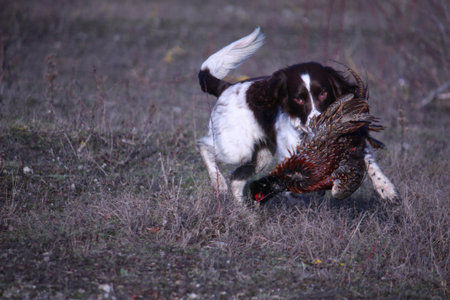 liver and white working type english springer spaniel pet gundog carrying a pheasantの写真素材