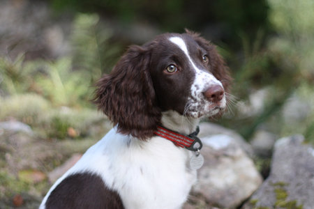 liver and white working type english springer spaniel pet gundogの写真素材