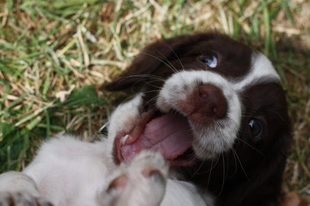 liver and white working type english springer spaniel pet gundog puppyの写真素材