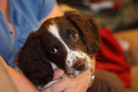 young liver and white working type english springer spaniel pet gundog puppyの写真素材