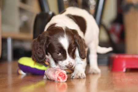 young working type english springer spaniel puppy eating raw meatの写真素材