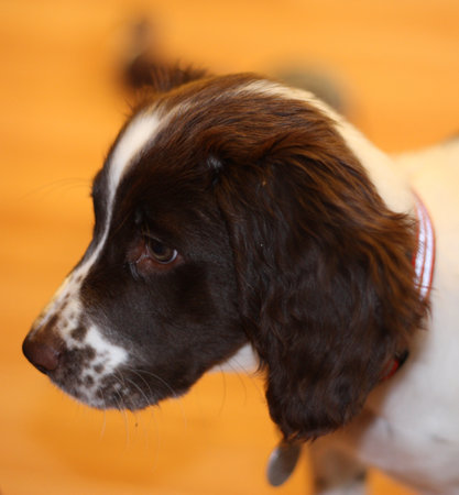 young liver and white working type english springer spaniel pet gundog puppyの写真素材