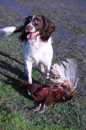 young working type english springer spaniel pet gundog with a pheasantの写真素材