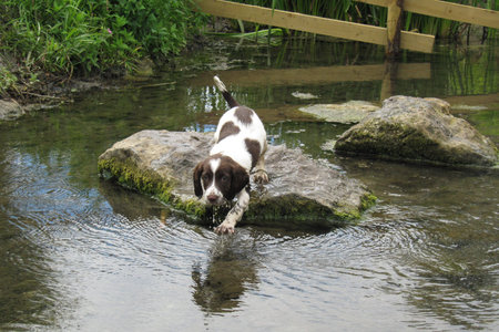 young liver and white working type english springer spaniel pet gundog puppyの写真素材