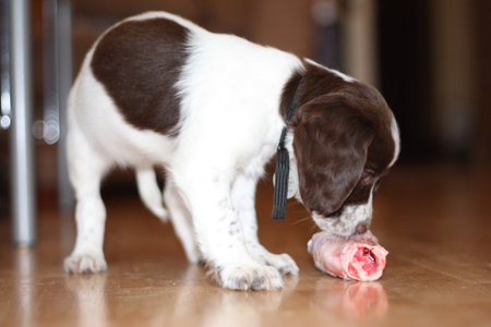 young working type english springer spaniel puppy eating raw meatの写真素材