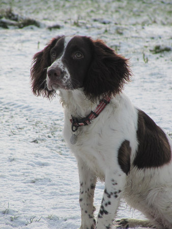 liver and white working type english springer spaniel pet gundogの写真素材