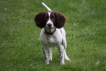 young liver and white working type english springer spaniel pet gundog puppyの写真素材