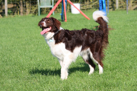cute red and white spaniel collie cross pet working dogの写真素材