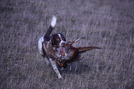 liver and white working type english springer spaniel pet gundog carrying a pheasantの写真素材