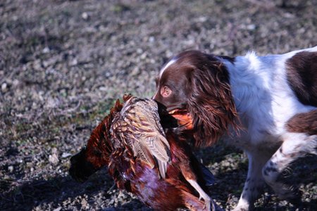 liver and white working type english springer spaniel pet gundog carrying a pheasantの写真素材