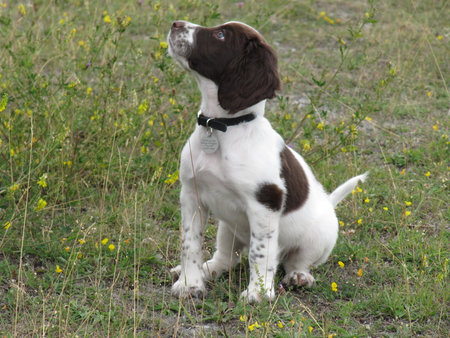 young liver and white working type english springer spaniel pet gundog puppyの写真素材