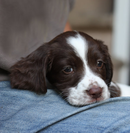 liver and white working type english springer spaniel pet gundog puppyの写真素材
