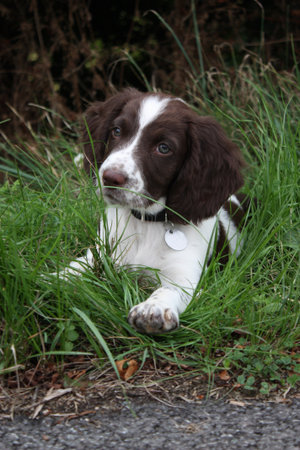 young liver and white working type english springer spaniel pet gundog puppyの写真素材