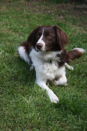 cute red and white spaniel collie cross pet working dogの写真素材
