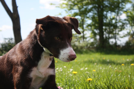 smooth coated red and white border collie pet dogの写真素材