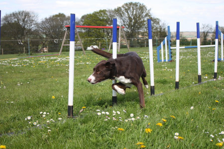 red and white smooth coated border collie running through agility weavesの写真素材