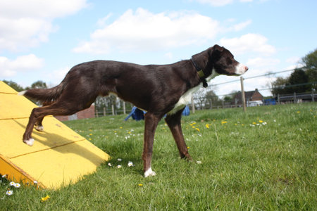red and white smooth coated border collie standing an agility contactの写真素材
