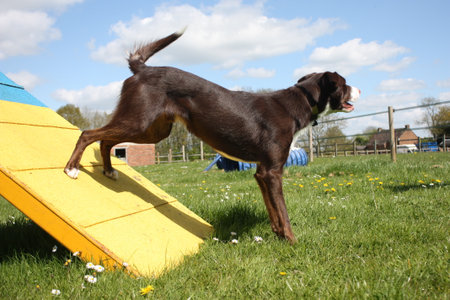 red and white smooth coated border collie standing an agility contactの写真素材