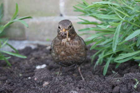 Brown female blackbird scavenging for worms in freshly turned soilの写真素材