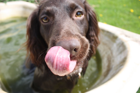 Brown working type cocker spaniel pet gundog in a dirty bathの写真素材