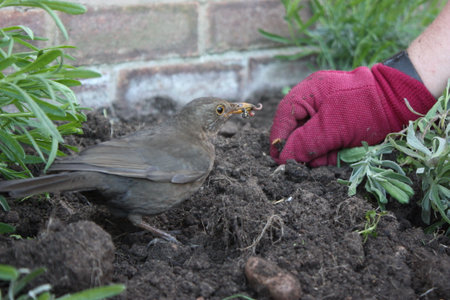 Brown female blackbird scavenging for worms in freshly turned soilの写真素材