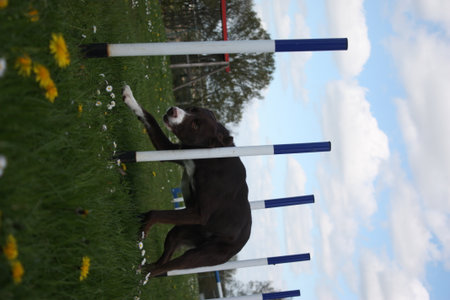 red and white smooth coated border collie running through agility weavesの写真素材