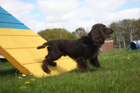 Working type cocker spaniel pet gundog standing on an agility contactの写真素材
