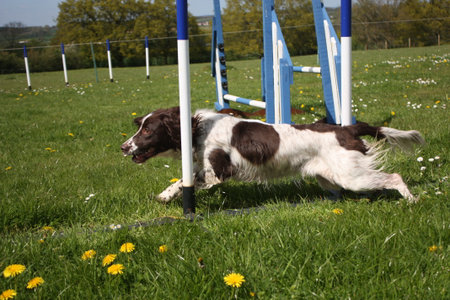 liver and white working type english springer spaniel pet gundog running through agility weavesの写真素材