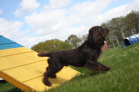 Working type cocker spaniel pet gundog standing on an agility contactの写真素材