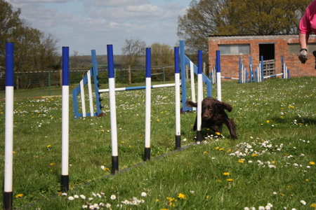 working type cocker spaniel running through agility weavesの写真素材