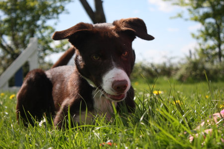 smooth coated red and white border collie pet dogの写真素材