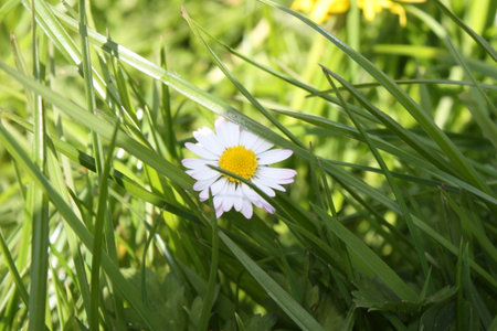 white and yellow daisy flower in front of grassの写真素材