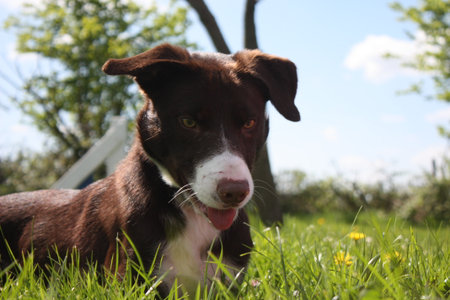 smooth coated red and white border collie pet dogの写真素材