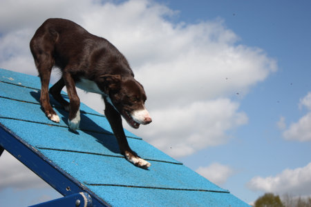 red and white border collie on an agility a-frameの写真素材