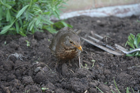 Brown female blackbird scavenging for worms in freshly turned soilの写真素材