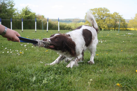 liver and white working type english springer spaniel gundog tugging on a toyの写真素材